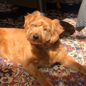 Meet your Posher, Yann